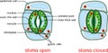 Structure of stomatal complex Royalty Free Stock Photo